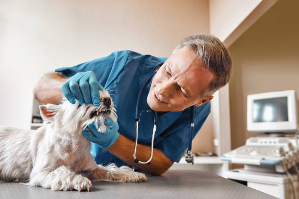Best Emergency Dentist Near Me  in St Bonaventure, NY